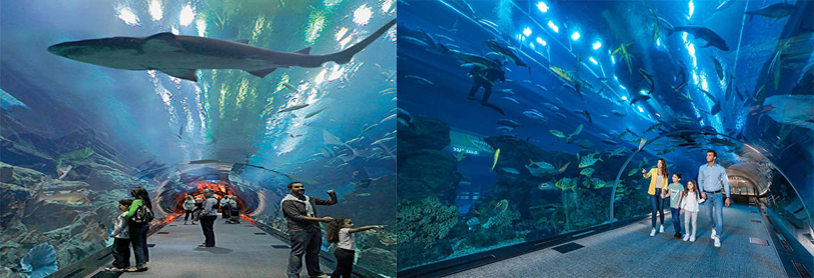 DUBAI AQUARIUM AND UNDERWATER ZOO & أكواريوم وحديقة الحيوانات المائية - Image 3