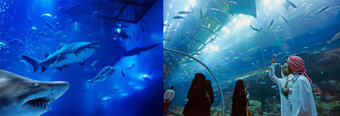 DUBAI AQUARIUM AND UNDERWATER ZOO & أكواريوم وحديقة الحيوانات المائية