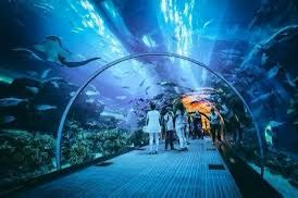 DUBAI AQUARIUM AND UNDERWATER ZOO & أكواريوم وحديقة الحيوانات المائية - Image 6