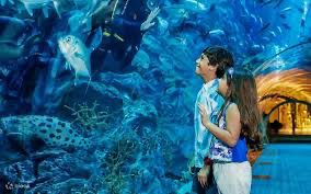 DUBAI AQUARIUM AND UNDERWATER ZOO & أكواريوم وحديقة الحيوانات المائية - Image 7