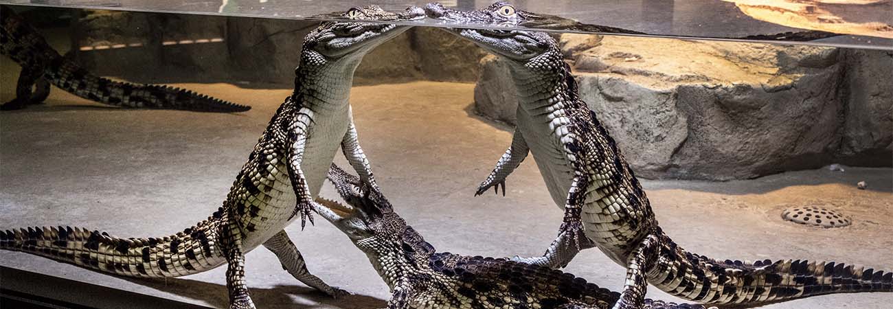 DUBAI CROCODILE PARK &amp &amP& حديقة دبي للتماسيح