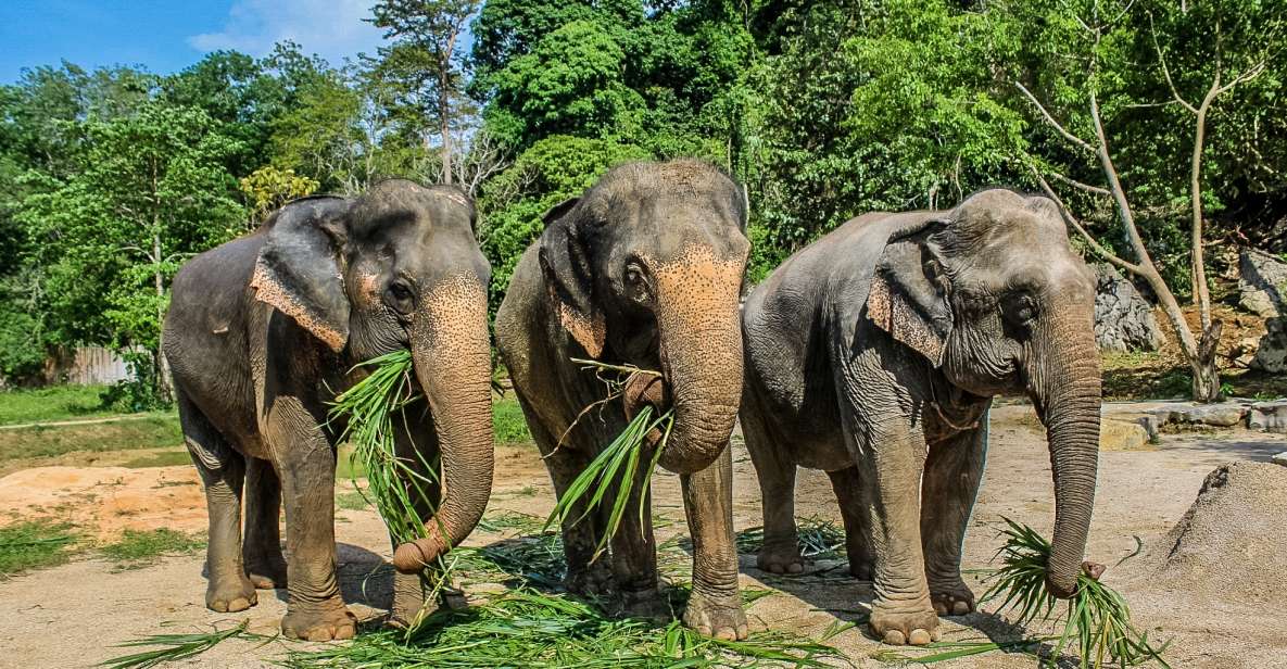 Krabi: Ao Nang Elephant Sanctuary Half-Day Tour