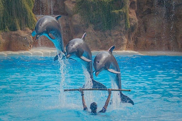 Dubai Dolphinarium & TICKET