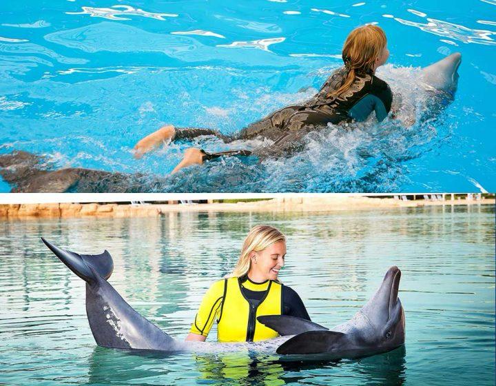 Dubai DoIphinarum & Swimming With DoIphins